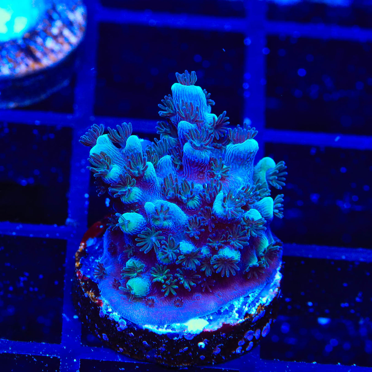 TSA Bali Blue Slimer Acropora Coral – Top Shelf Aquatics