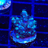 TSA Bali Blue Slimer Acropora Coral