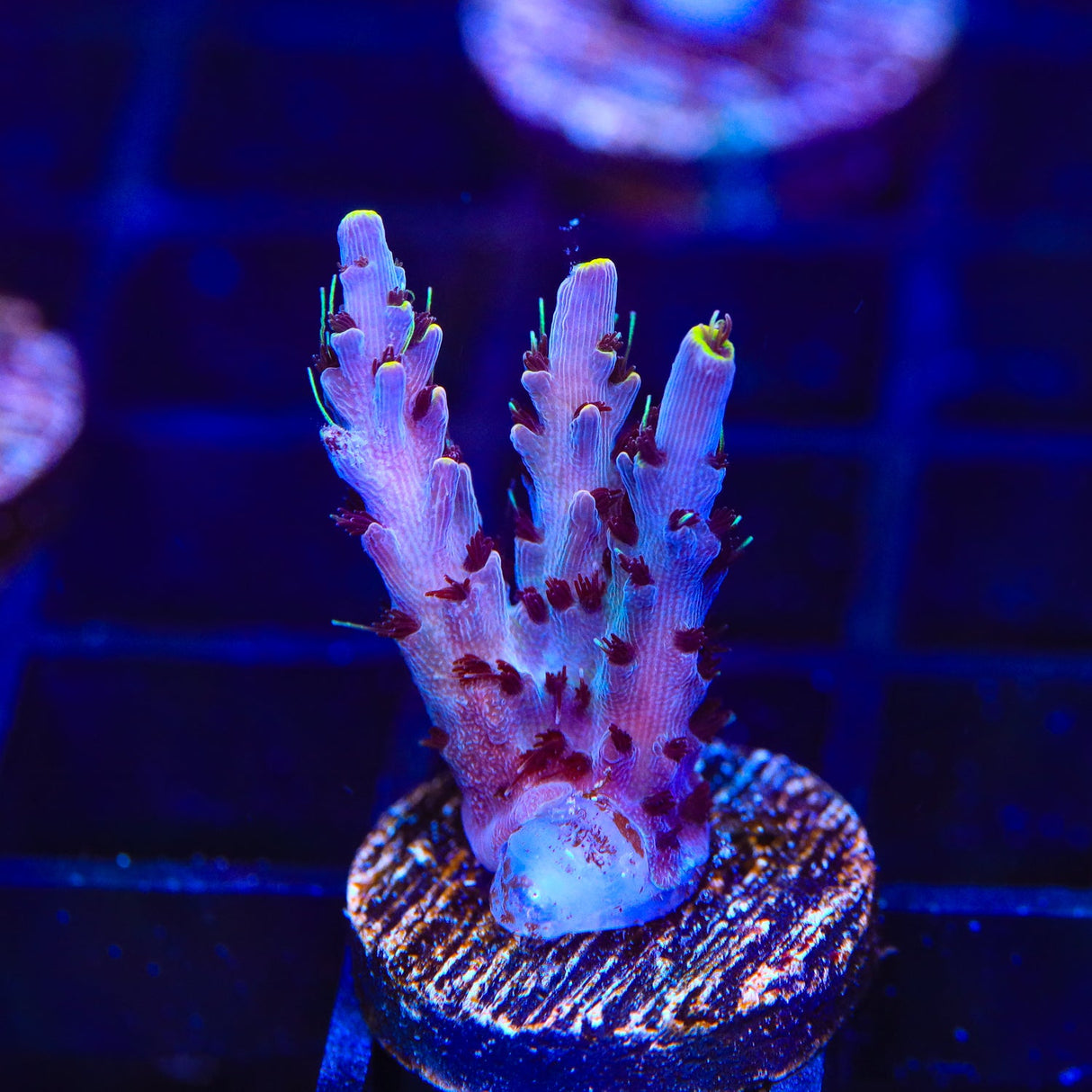 TSA Spyro the Dragon Acropora Coral