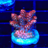 TSA Daydream Acropora Coral