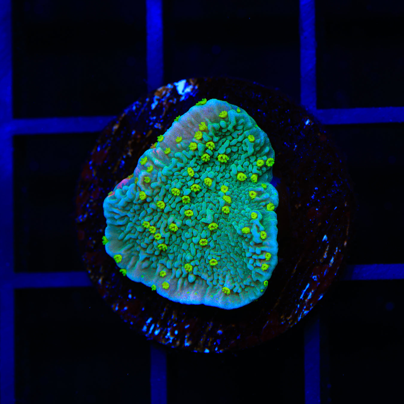 TSA Jolly Rancher Montipora Cap Coral