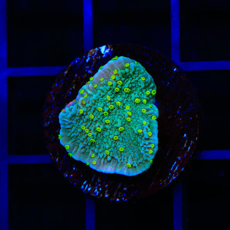 TSA Jolly Rancher Montipora Cap Coral