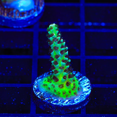 TSA Rick Moranis Acropora Coral