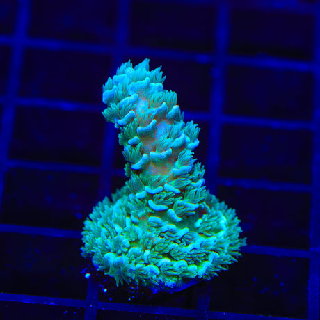 TSA Fitness Tenuis Acropora Coral