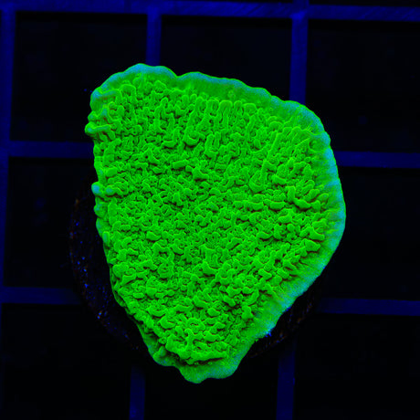 Tyree Toxic Green Aequituberculata Montipora Cap Coral