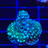 TSA Bali Blue Slimer Acropora Coral