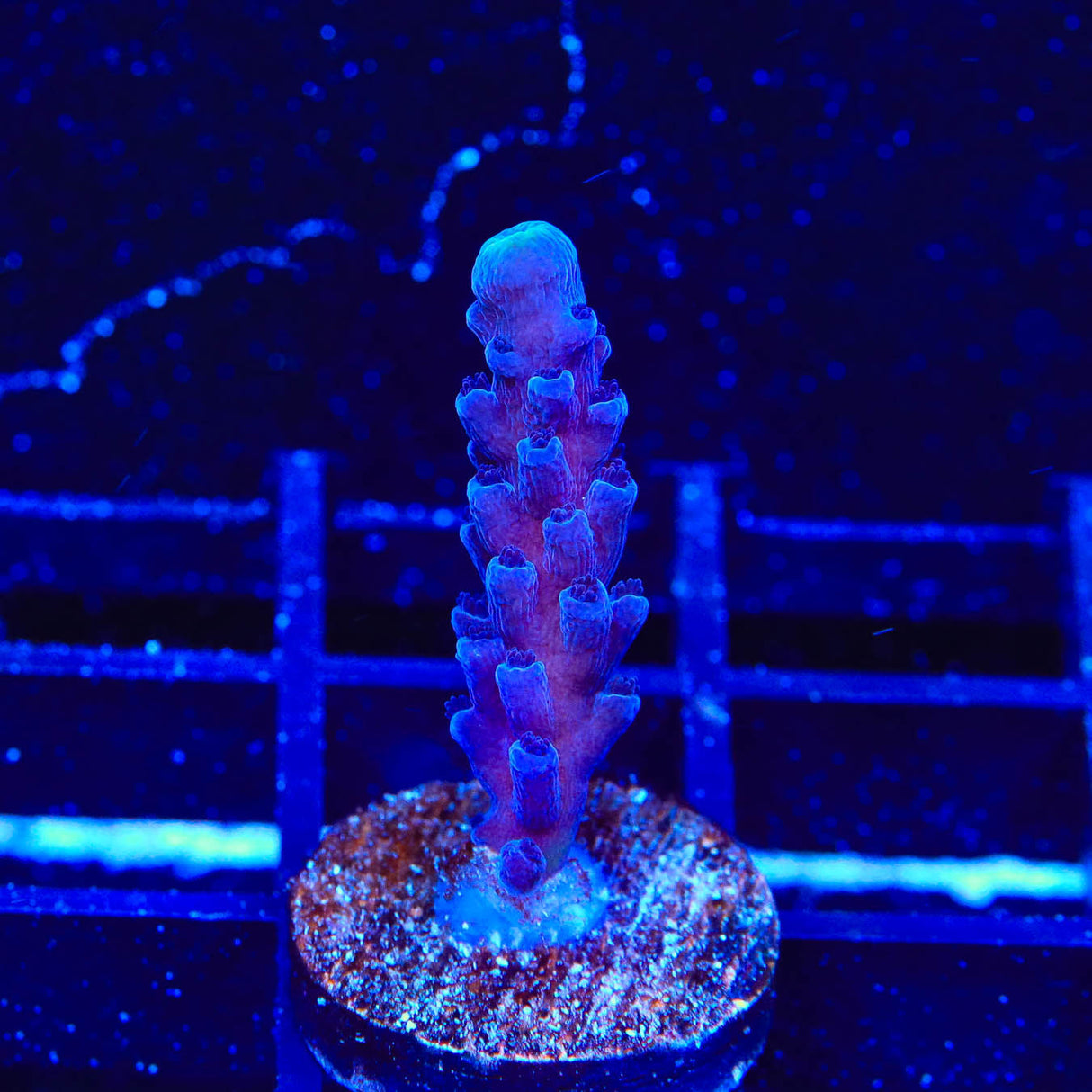 WWC Yellow Tip Acropora Coral