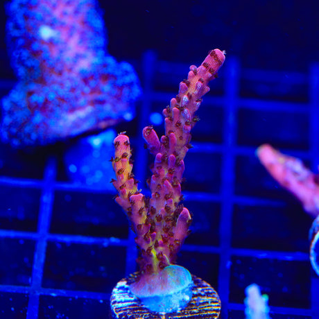 PC Rainbow Acropora Coral