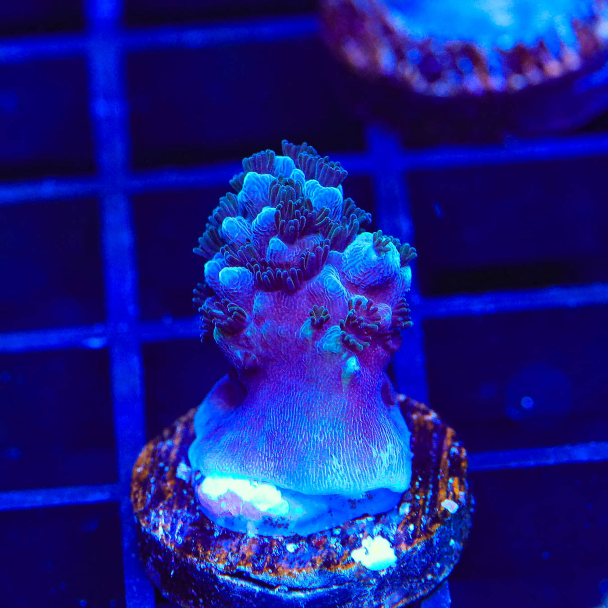 TSA Bali Blue Slimer Acropora Coral