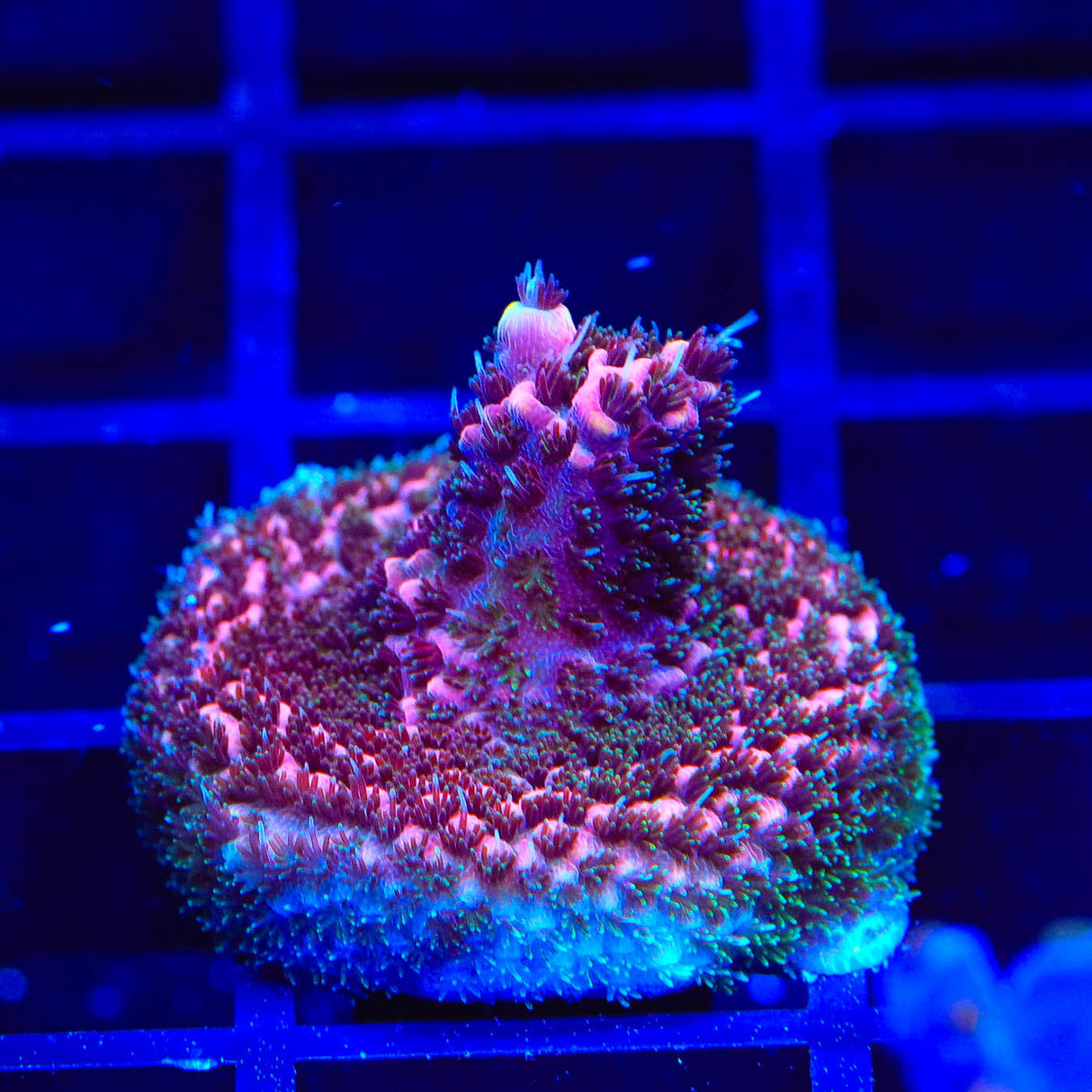 TSA Phantom Millepora Acropora Coral