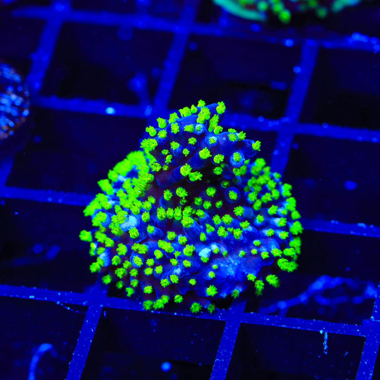 TSA Sour Patch Acropora Coral