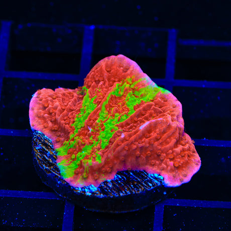 TSA Nuclear Fusion Montipora Cap Coral