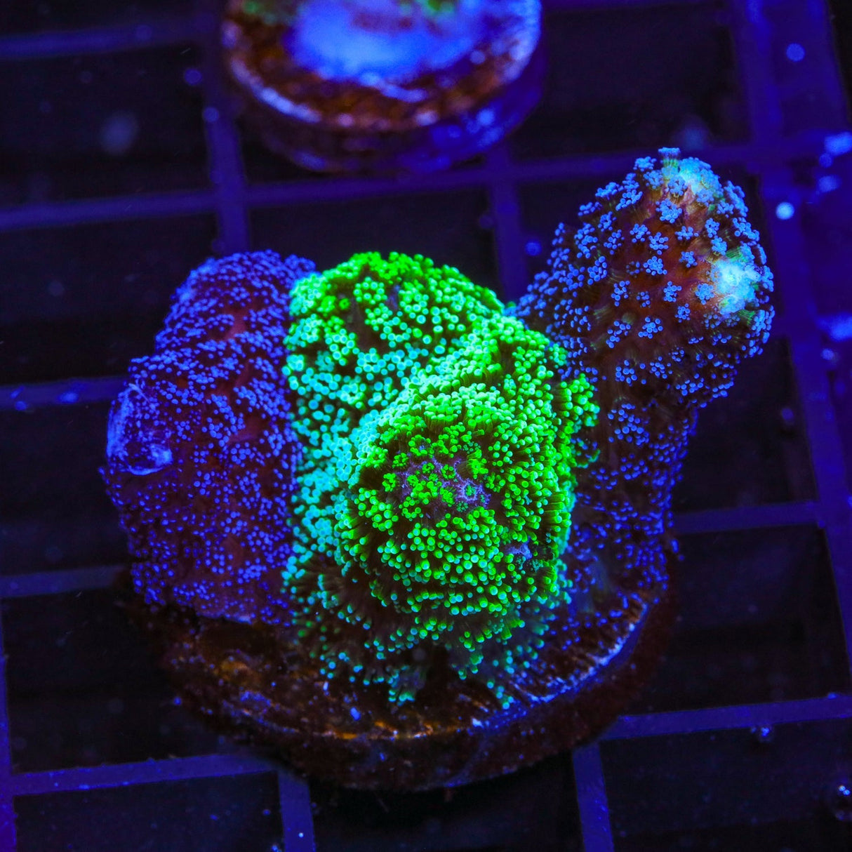 TSA Triple Threat Stylophora Coral