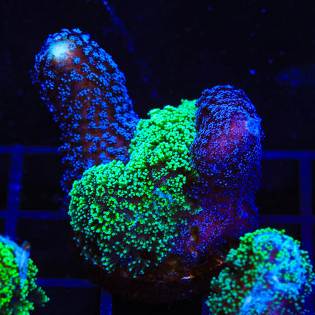TSA Triple Threat Stylophora Coral