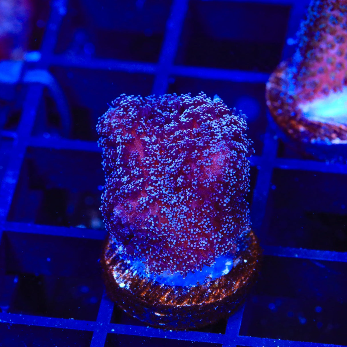 Purple Stylophora Coral