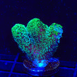 Green Stylophora Coral