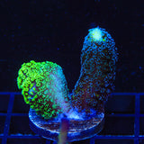 TSA Double Trouble Stylophora Coral