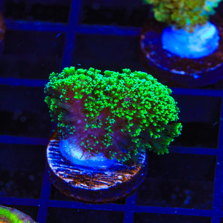 Green Stylophora Coral