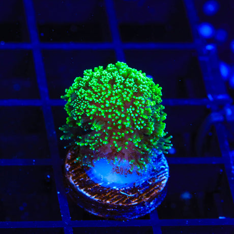 TSA Blueberry Stylophora Coral
