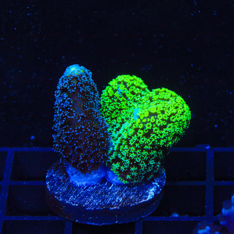TSA Double Trouble Stylophora Coral