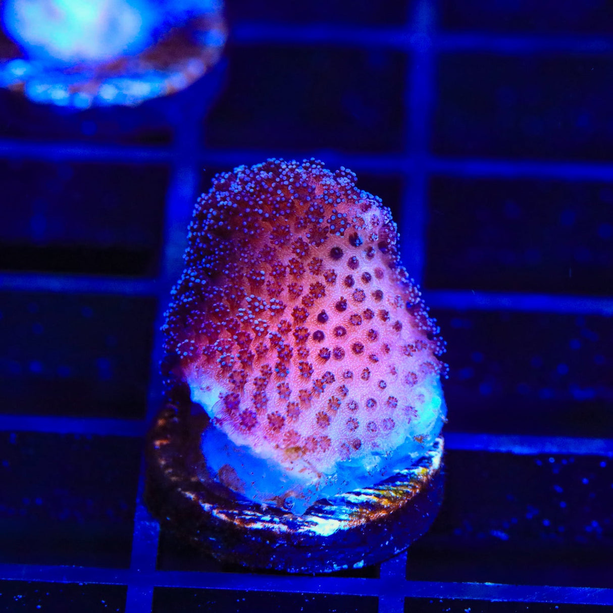 Purple Stylophora Coral