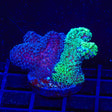 TSA Double Trouble Stylophora Coral