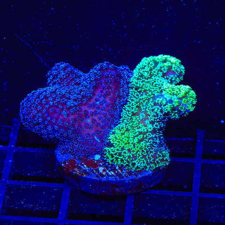 TSA Double Trouble Stylophora Coral