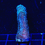 ORA Stellar Stylophora Coral