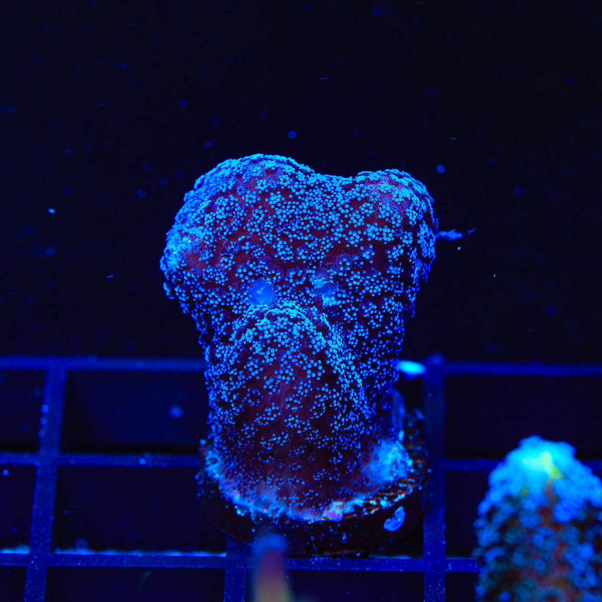 Purple Stylophora Coral