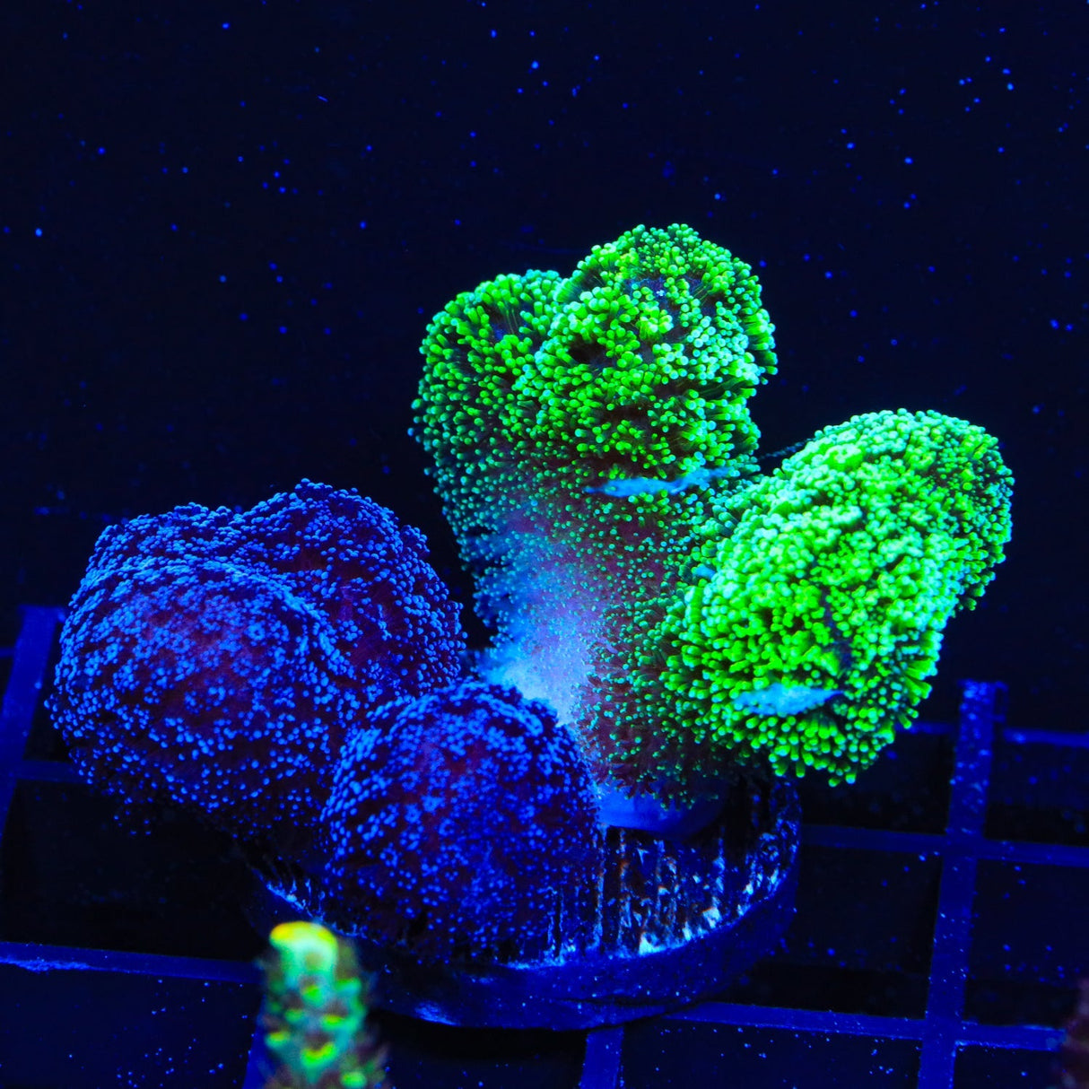 TSA Triple Threat Stylophora Coral