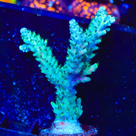 TSA Sprocket Acropora Coral