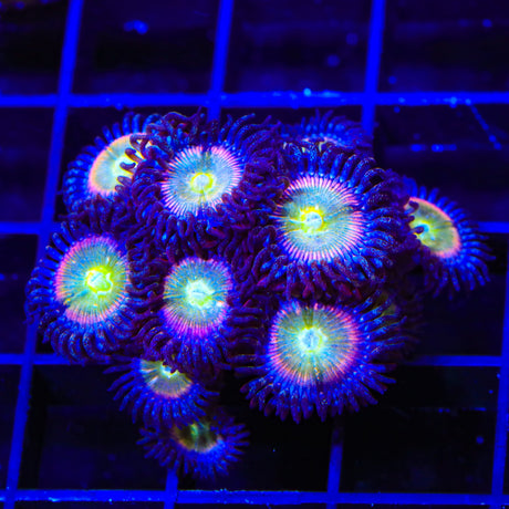 TSA Rainbow Spectrum Zoanthids Coral Colony