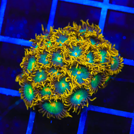 Green Bay Packers Zoanthids Coral