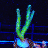 ORA Bird of Paradise Birdsnest Coral