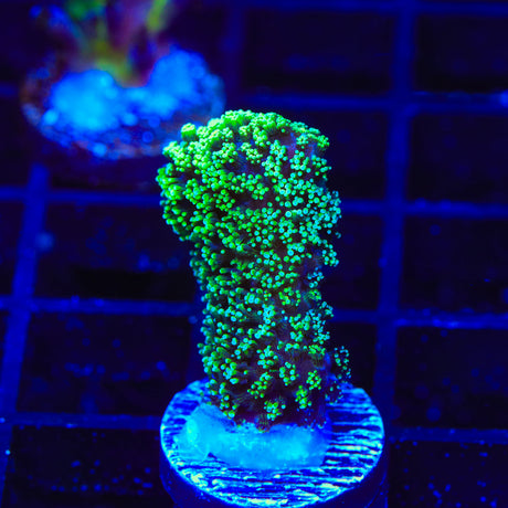 Green Stylophora Coral
