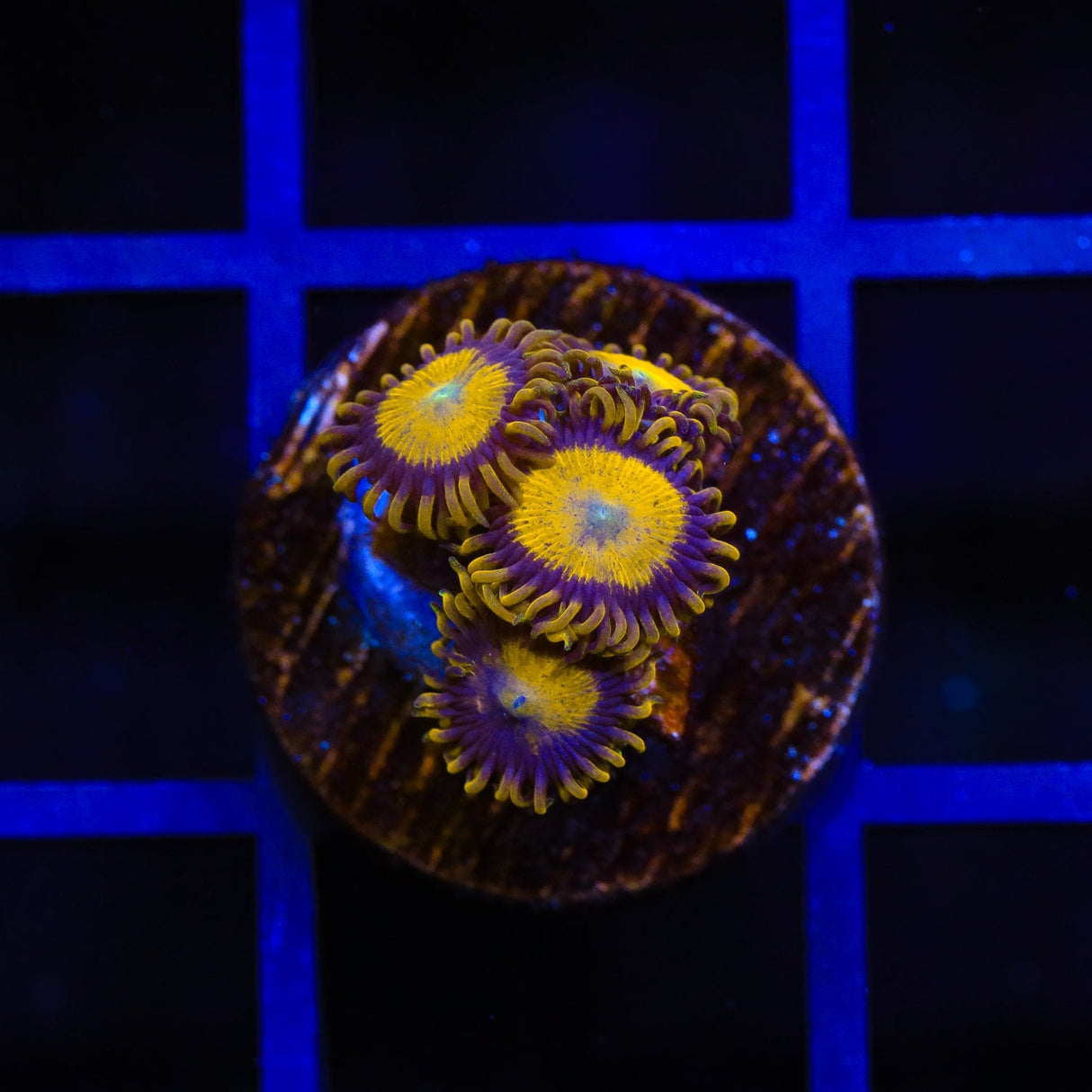 King Midas Zoanthids Coral