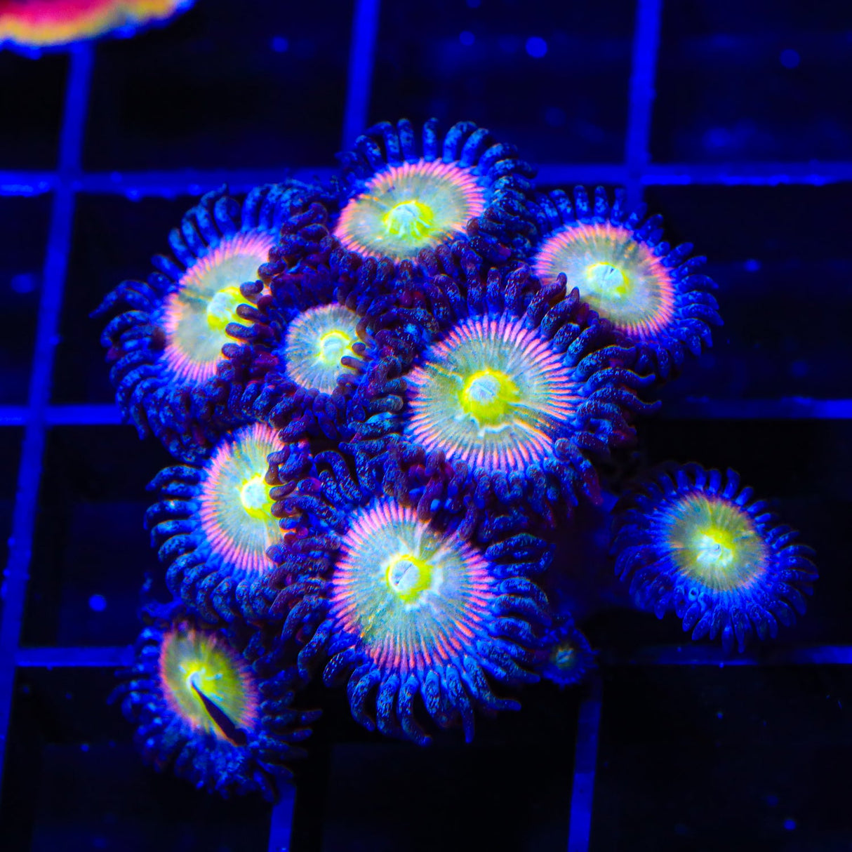 TSA Rainbow Spectrum Zoanthids Coral Colony