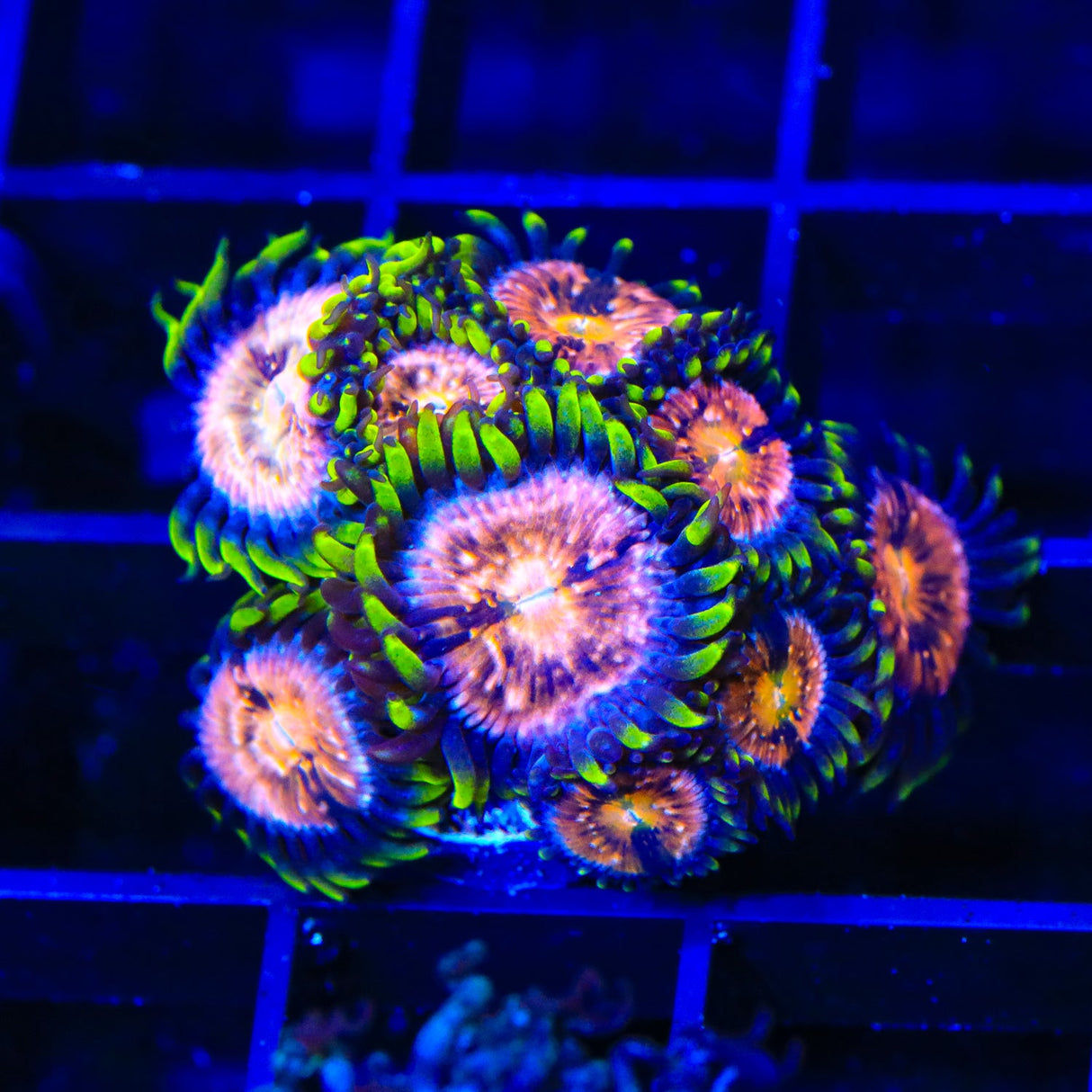 WWC Nirvana Zoanthids Coral Colony