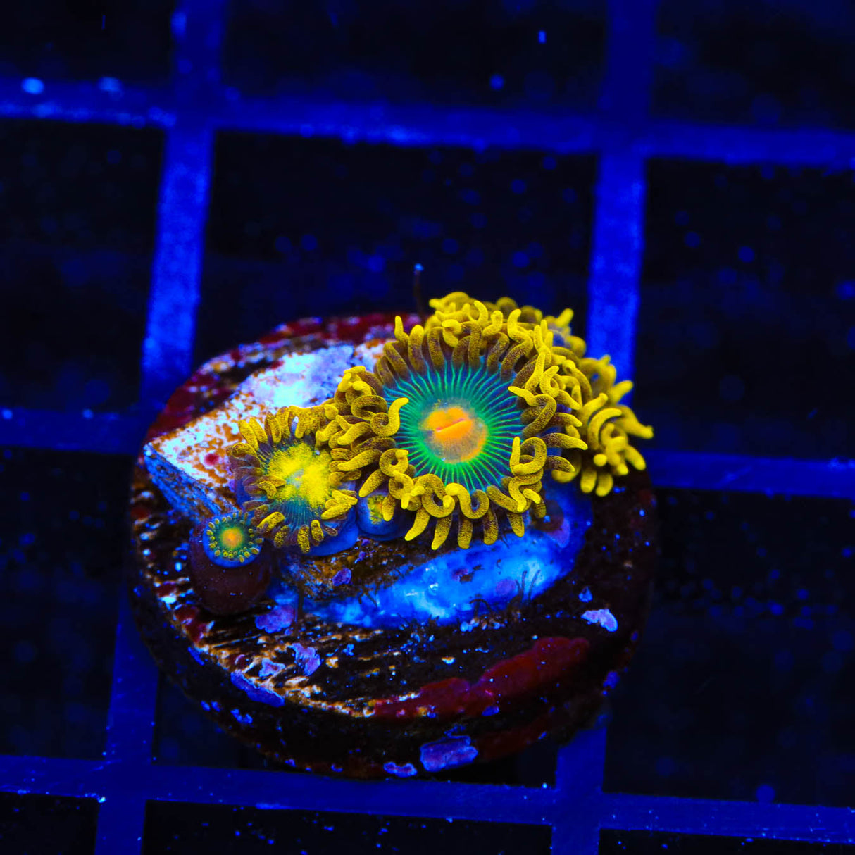 Green Bay Packers Zoanthids Coral