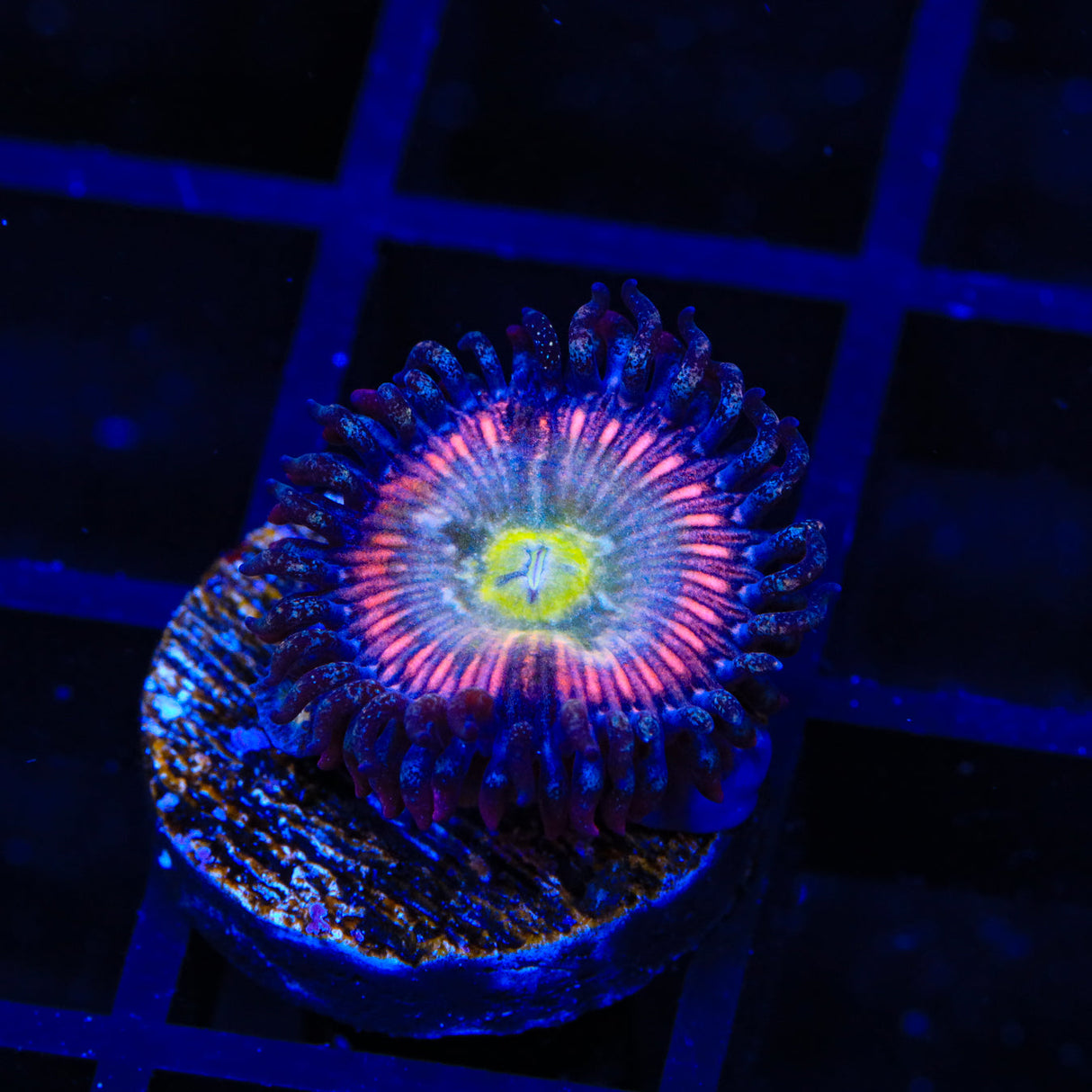 TSA Rainbow Spectrum Zoanthids Coral - Top Shelf Aquatics