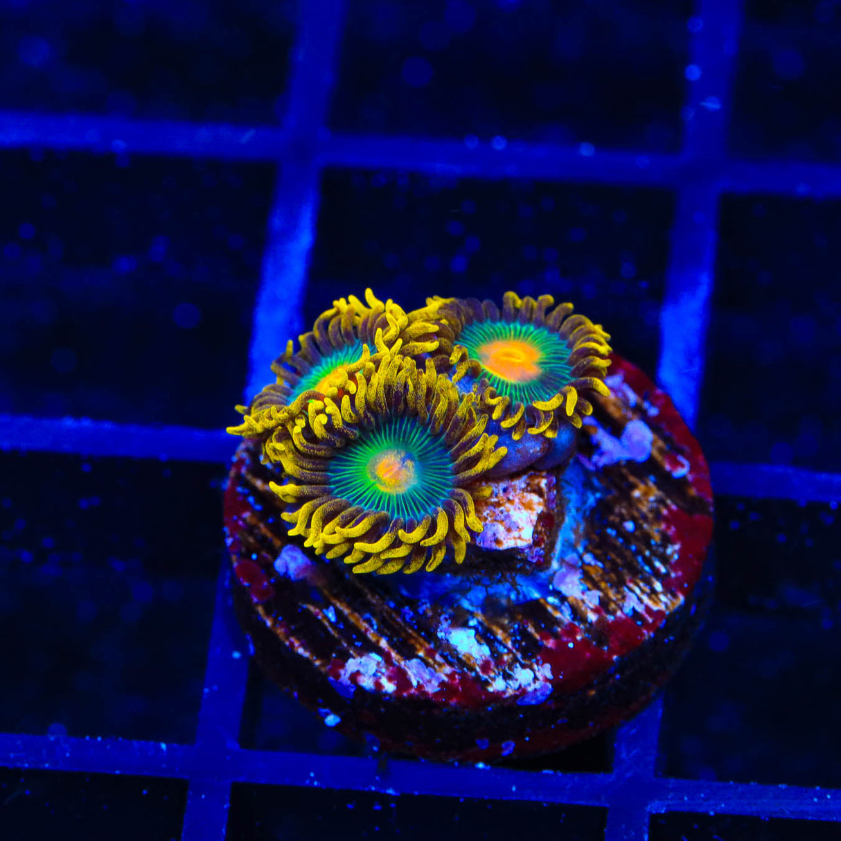 Green Bay Packers Zoanthids Coral