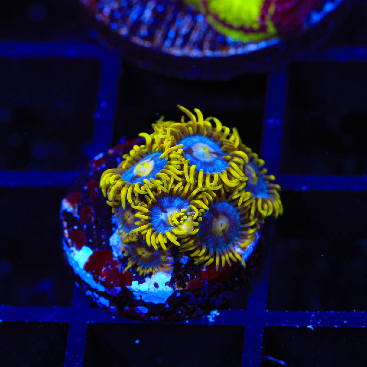 TSA Smurfette Zoanthids Coral - Top Shelf Aquatics