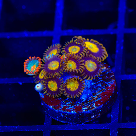 Gatorade and Kind Midas Combo Zoanthids Coral