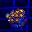 Gatorade and Kind Midas Combo Zoanthids Coral