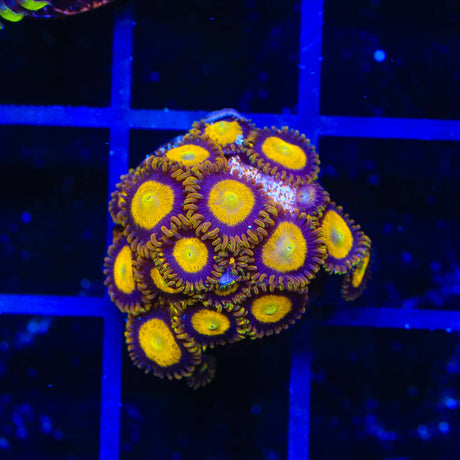 King Midas Zoanthids Coral