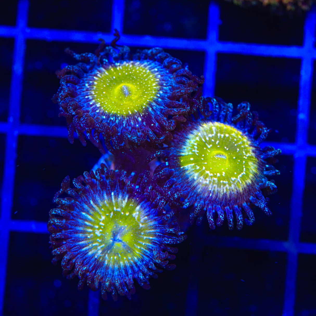 TSA Frozen Apple Zoanthids Coral