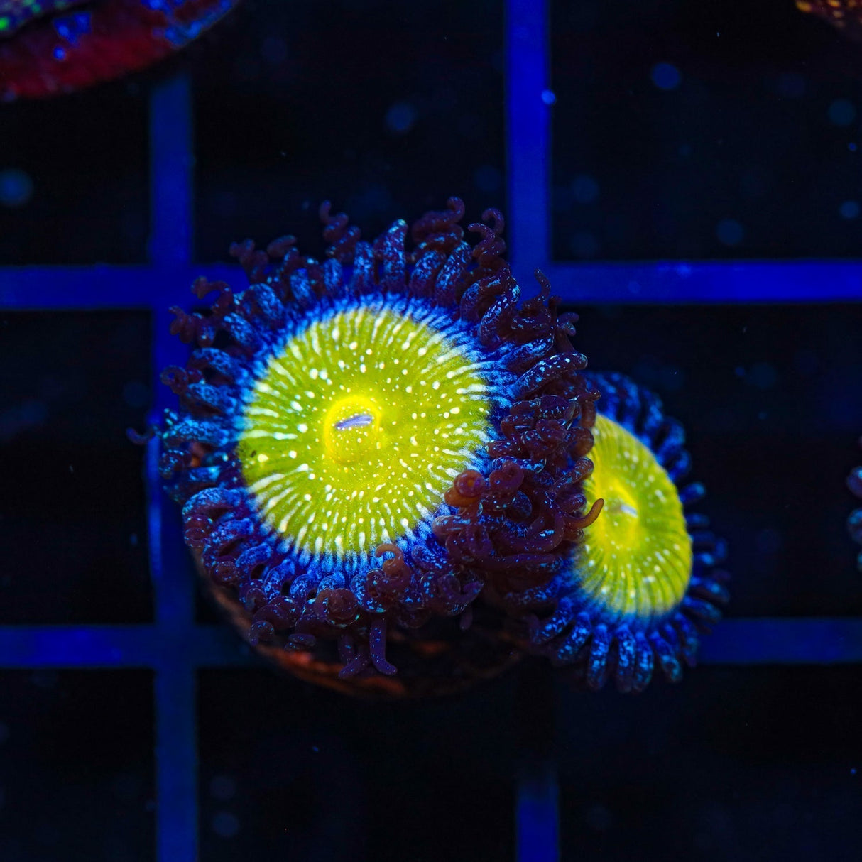 TSA Frozen Apple Zoanthids Coral