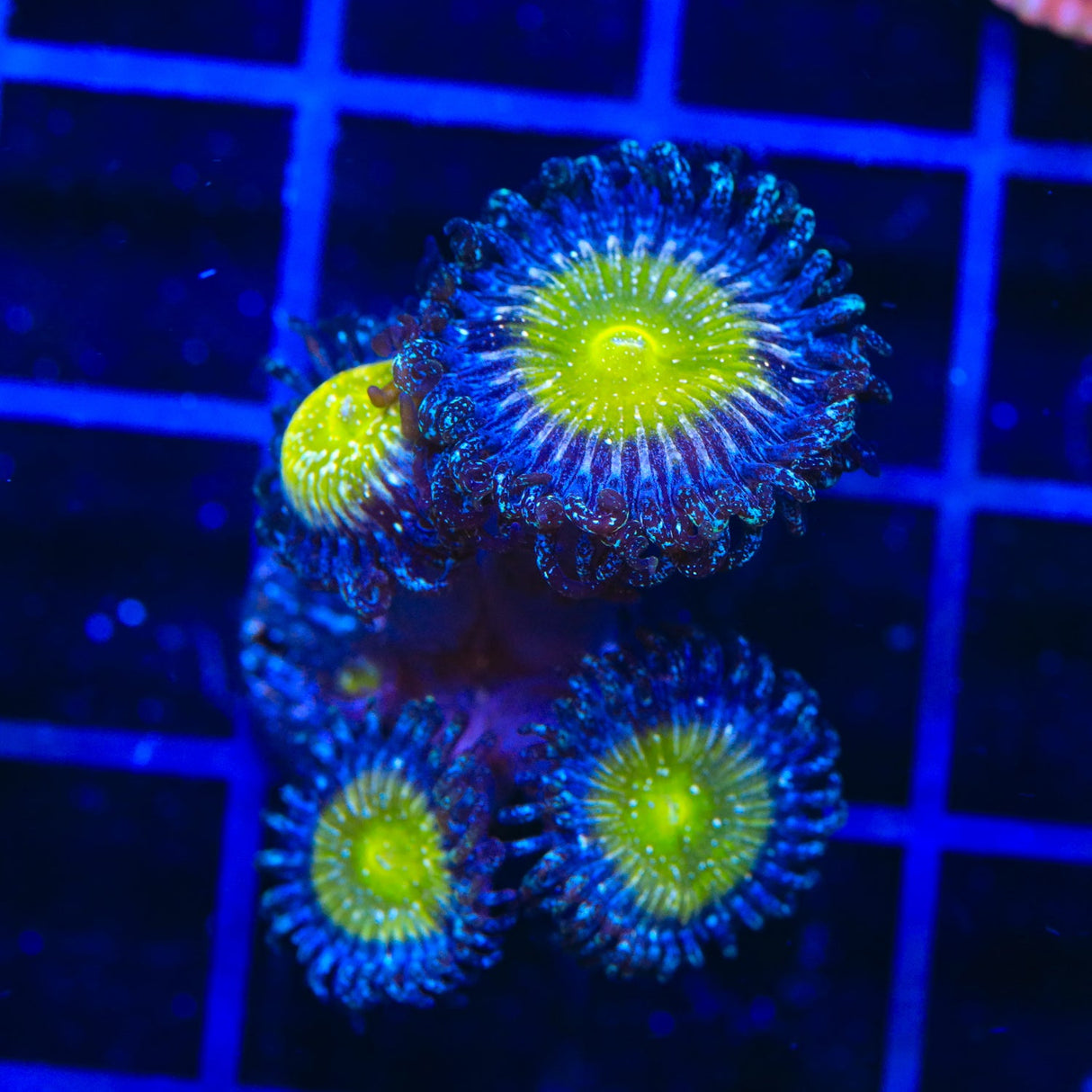 TSA Frozen Apple Zoanthids Coral