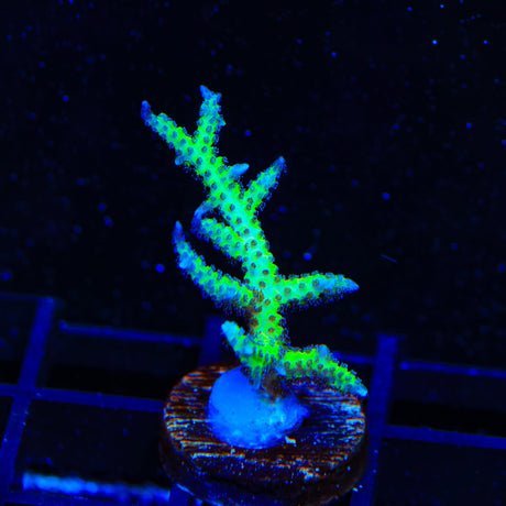 TSA Double Trouble Stylophora Coral