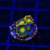 Green Bay Packers Zoanthid Coral